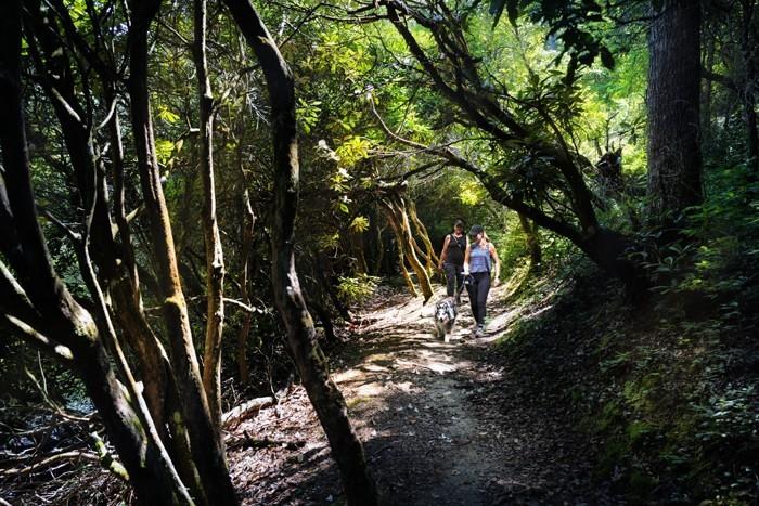 Spring is here..nature is calling 🌿🌲☀️ What do you love most about the the great outdoors? 
Tell us in the comments below ⬇️
#YearoftheTrail #outdoornc #ncyott #greattrailsnc #greattrailsstate #trails #hike #getoutside #northcarolina