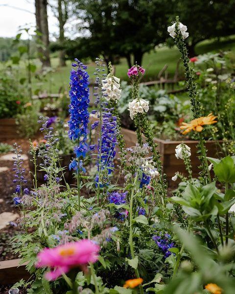 We 💙 #HighlandsNC's summer gardens! 🌼 Take them in as the season fades to fall. 

#VisitHighlandsNC #HeightofHappiness #mountaingardens @halfmilefarm #halfmilefarm 

📷: @mollyharris.photo