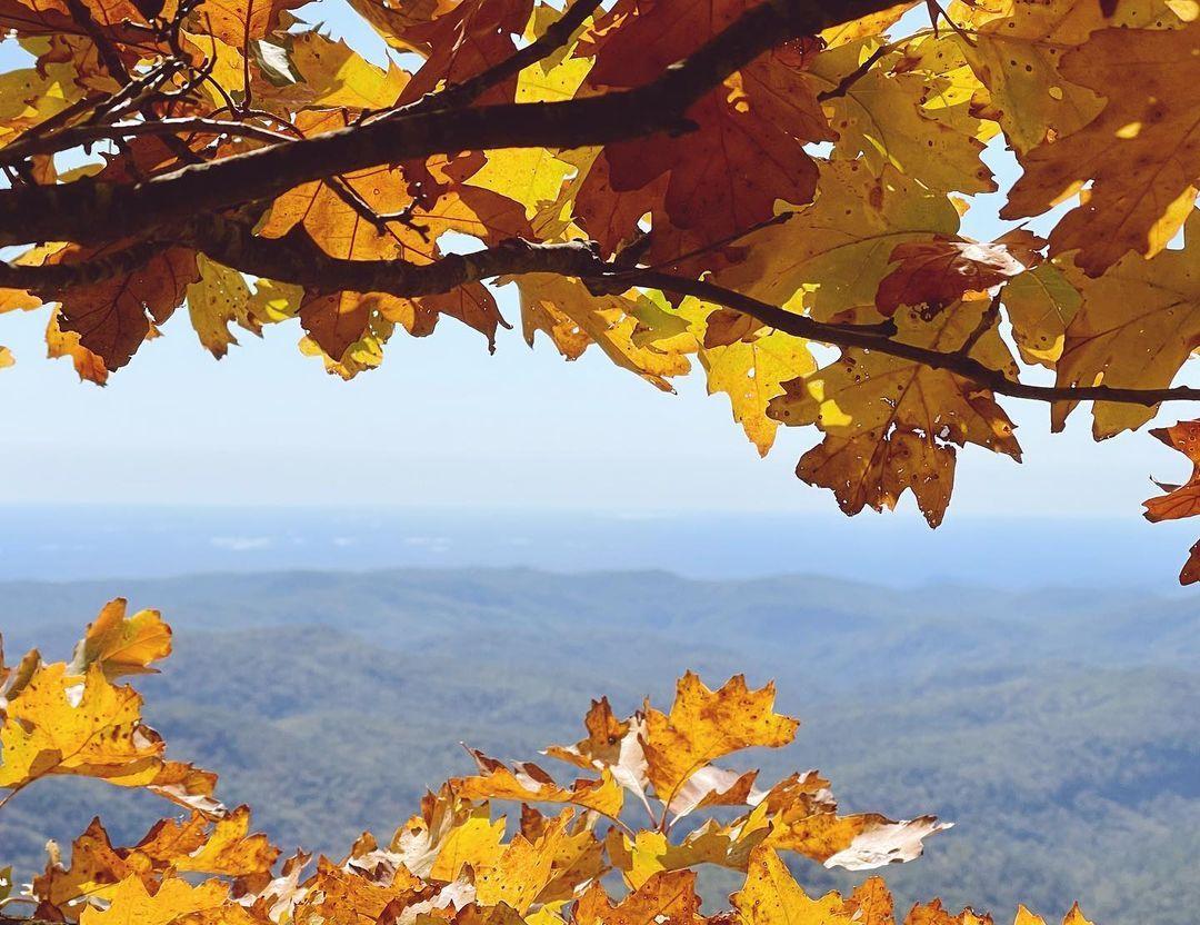 Just peeking through the beautiful fall foliage during peak leef week 👀🍂
📷: @jarsforjam

#highlandsnc #visithighlandsnc #highlands #highlandsnorthcarolina #fall #fallfoliage