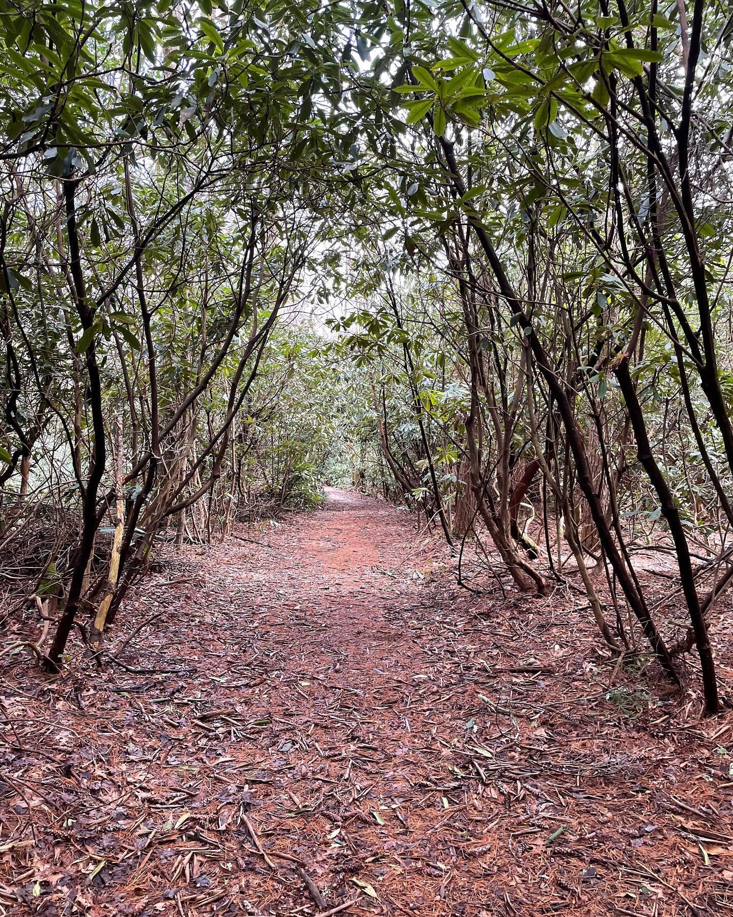 Today is #InternationalDayofForests! Try to get out and enjoy nature today. 🍃
📍 Dixon Woods