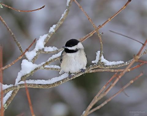 Great Backyard Bird Count
Friday and Saturday, February 18 and 19
Birders of all skill levels are welcome on Friday and Saturday, February 18th and 19th, from 9 to 10 AM. Participants will meet at the North Campus of the Highlands Biological Station (111 Lower Lake Road) for an introduction to the Great Backyard Bird Count before taking a walk around the campus to find our feathered friends.

Learn more with link in profile.