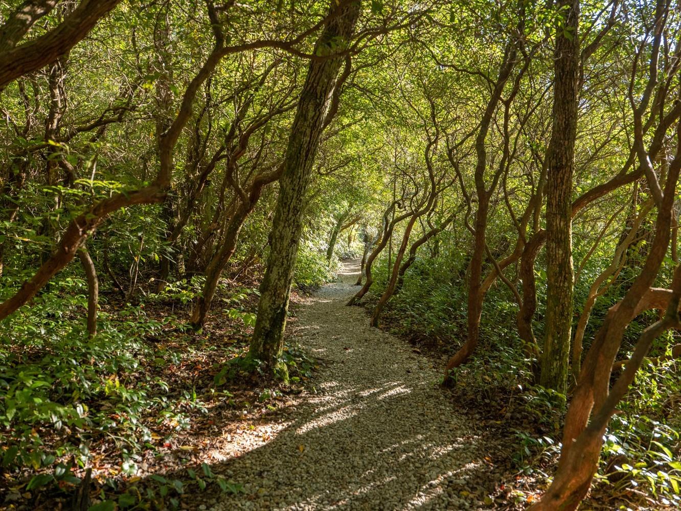 Member Spotlight: Highlands Biological Station

🌲 Join Robin Hancock of Renewal by Nature for a forest bathing walk through the Highlands Botanical Garden on Saturday and Sunday, May 20 and 21.  This rather intense, yet relaxed, practice renews us in a way that allows our inner peace and health to radiate beyond the Forest Therapy walk and positively impact our day to day experiences.