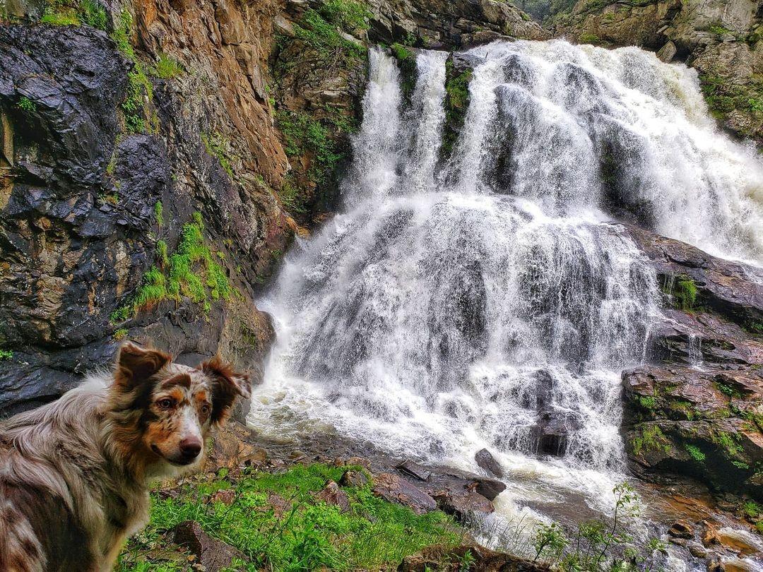 "THIS is where you work?!"

It's #NationalTakeYourDogtoWorkDay — which looks a lot like this in #HighlandsNC 🐶

📸: @onlyfeather

#HeightOfHappiness