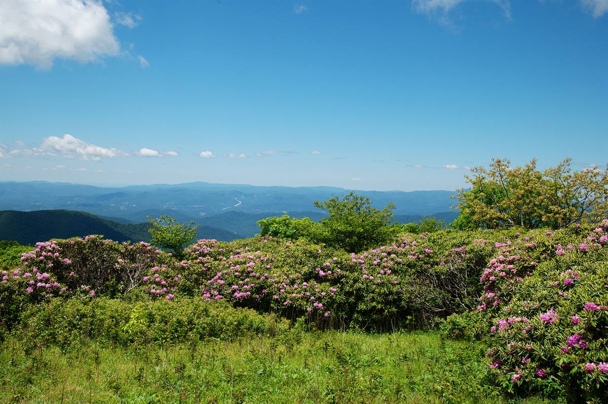 Rhododendrons on the Plateau – Craggy Plateau – Craggy Gardens – Blue Ridge Parkway, North Carolina - #NorthCarolina #visitnc #appalachianmountains #blueridgeparkway #SeetheUSA #handheld35mmphotography #TravelPhotography #blueridgemountains #blueridgemoments #wlos_13 #photostakenbyme #FlowerGardens #NikonPhoto #amateurphotography #amaturephotography #amaturephotographer #amateurphotographer #ncmountains #828isgreat #appalachia #choosemountains #naturelover #natureseekers #theoutdoorfolk #earthoutdoors #rhodies #rhododendrons #pinkrhododendrons #pinkrhodies #craggygardens #rhododendrons

.
.
Rododendri Sull'Altopiano - Craggy Plateau – Craggy Gardens – Blue Ridge Parkway, North Carolina