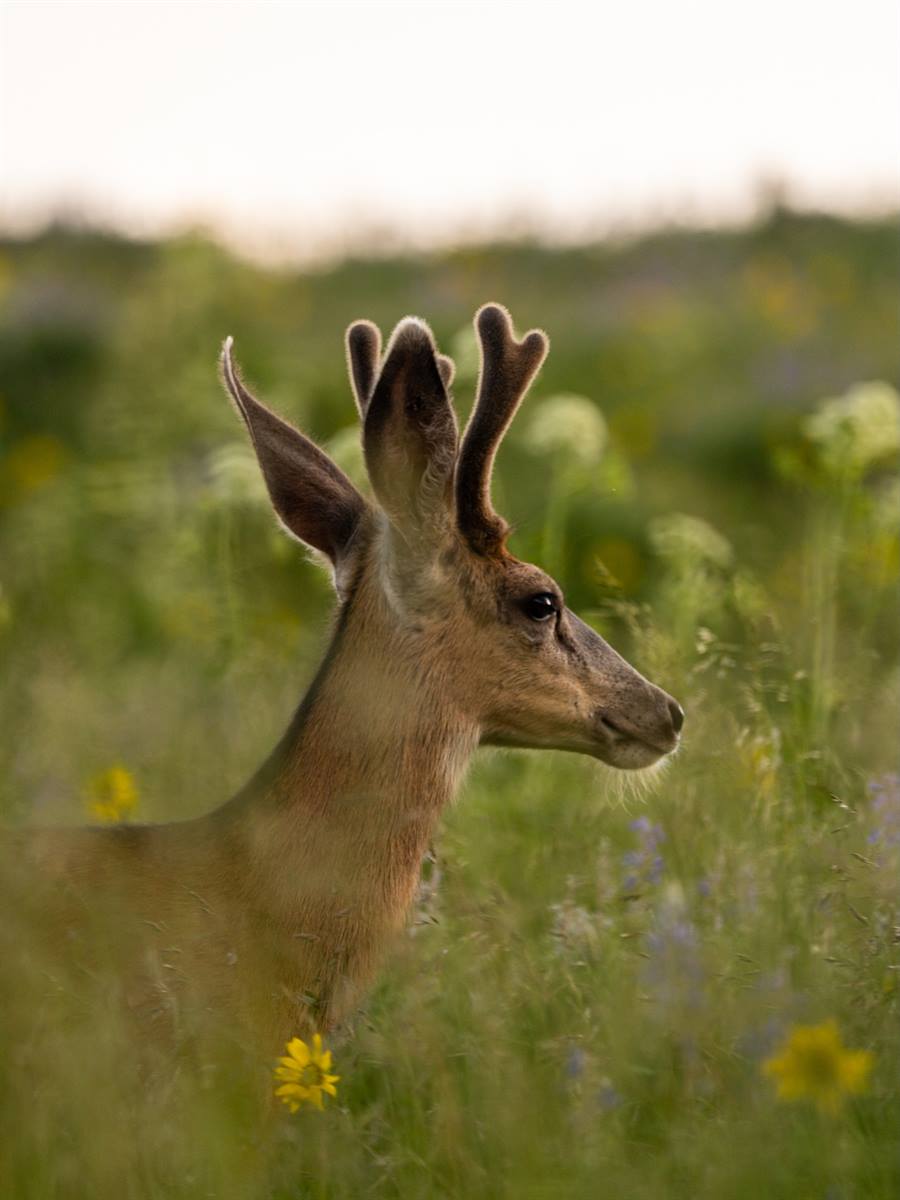 A collection of Colorado critters from this summer!

#wildlife