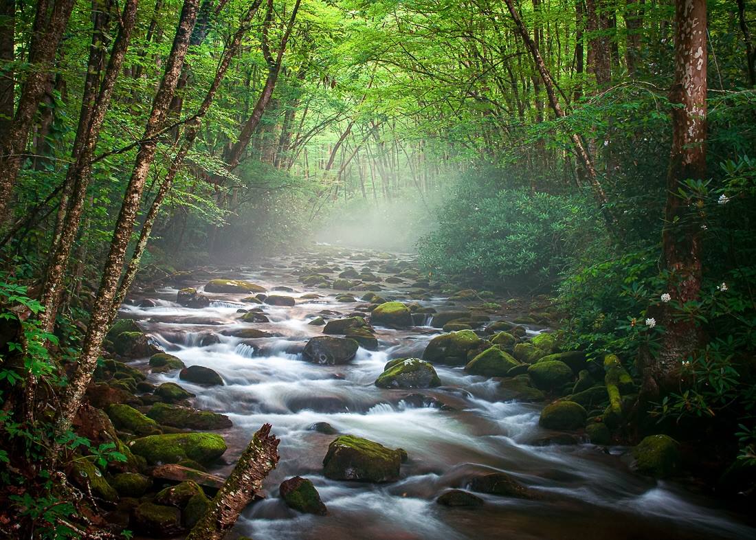 With the persistent summer rains, finding photo opportunities in the past few weeks has been a challenge. 

So last week I waited for storms to roll through before heading off to the North Carolina side of the Great Smoky Mountains National Park, where I was greeted with a misty, mystical scene along the Oconaluftee River. A few remaining Rosebay Rhododendron can be seen at far right. 

Water images tend to be rare for me nowadays, so chasing after some cascades made for a nice change of pace. 

Hope y’all enjoy, and have a great week!