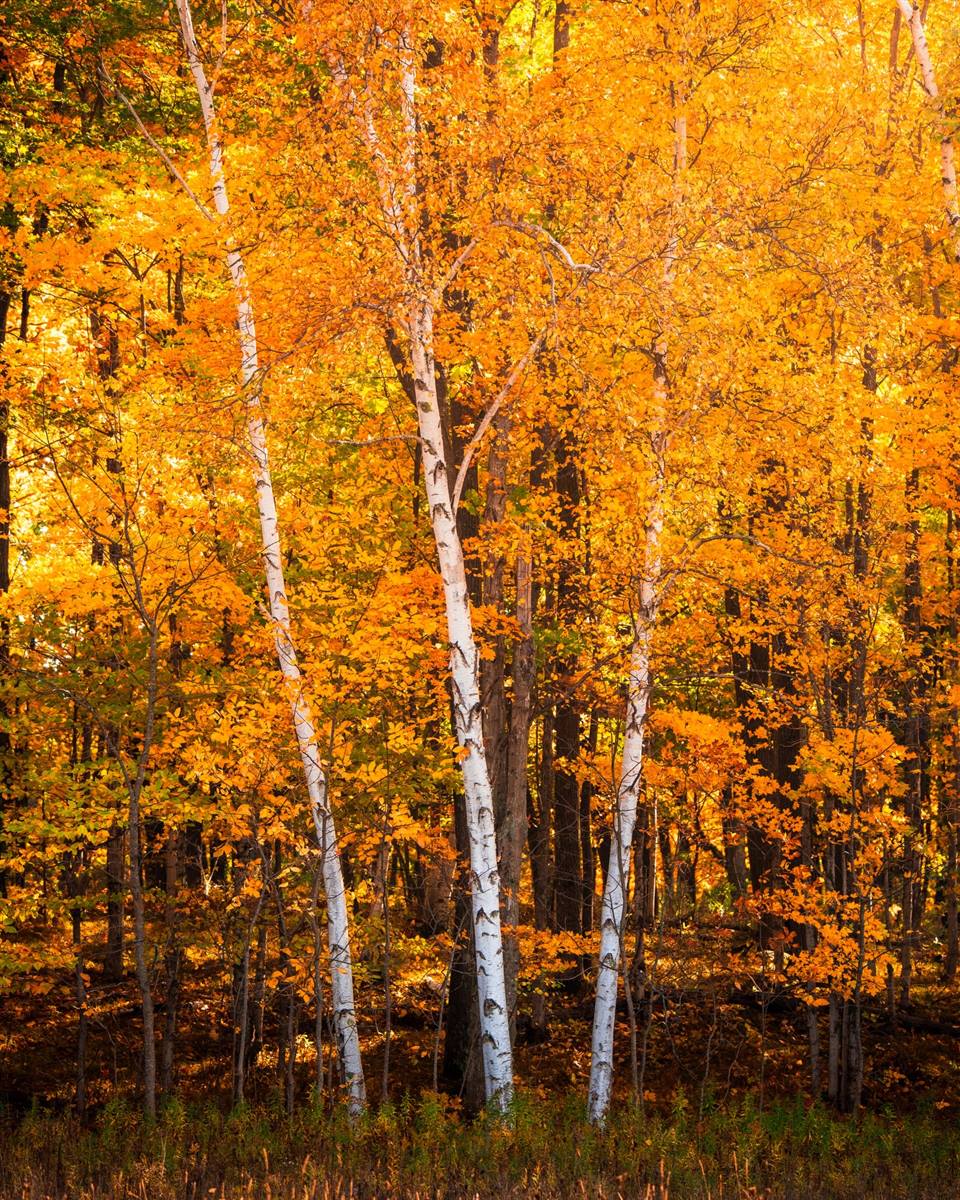 During my fall photo trip I really wanted to get a solid photo of some birch trees with some color. Not sure if I love this photo, but it’ll have to do for this year 🍁