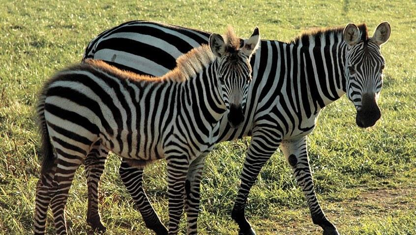 Happy 20th anniversary to Fort Chiswell Animal Park, one of our most unique and immersive experiences. 🐫🐃🦙🦓