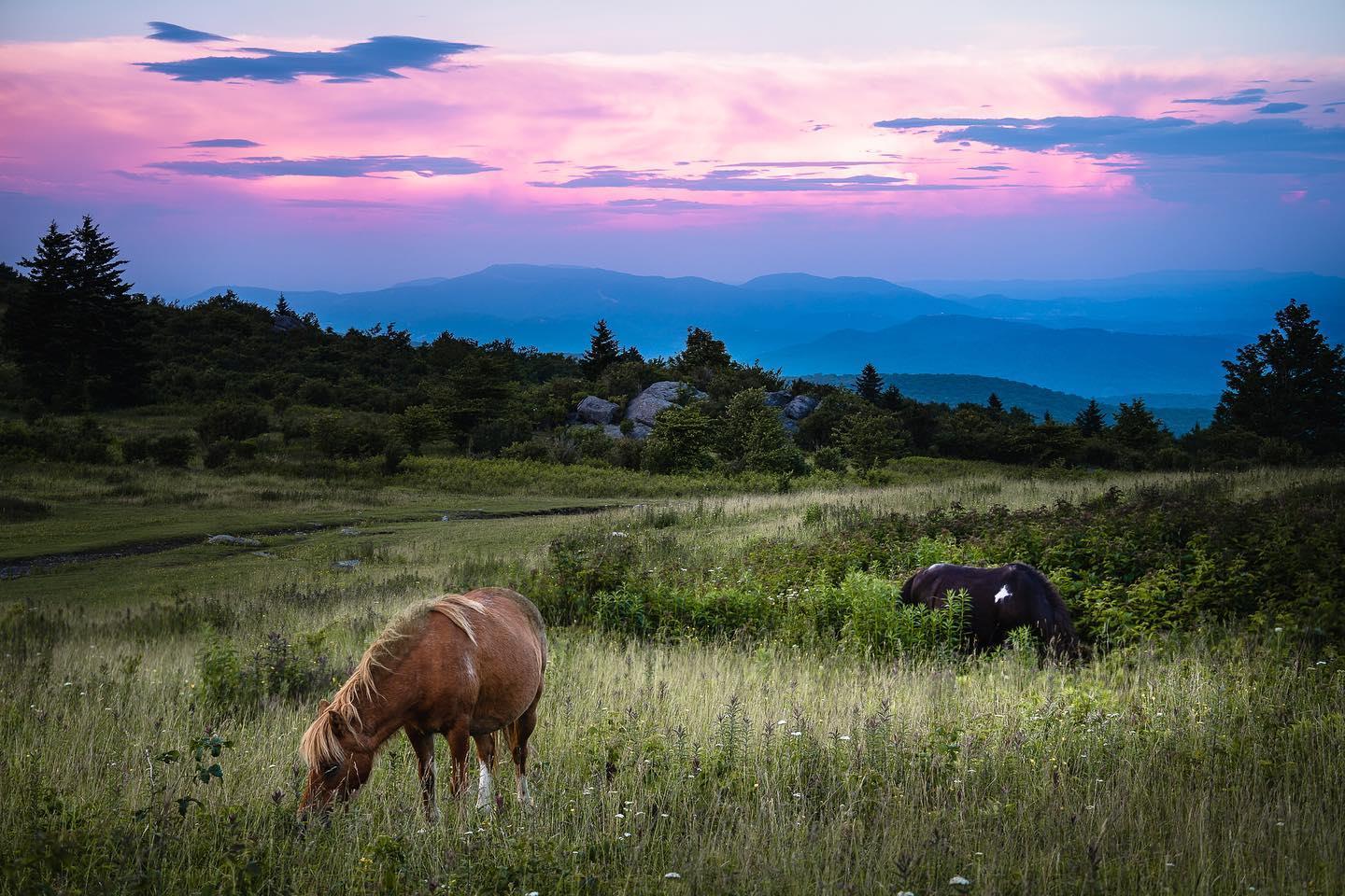 Maybe I use the word “magic” too much, but Grayson Highlands certainly fits the definition of a magical experience. Approaching 5,000 feet in elevation, you can expect highs in the 70s when it is almost 100 everywhere else in the southeast. But perhaps my favorite thing about this park was hiking up to the Appalachian Trail, appreciating the endless views in all directions, and being surrounded by wild ponies that graze in the fields throughout the park. .
.
.
During our last night at the park we went up to the Rhododendron Trail which leads up to the AT. We had it all to ourselves, with nothing but the fading light of the setting sun and tons of ponies in almost every direction. .
.
.
#getoutside #exploreeverything #awesomeearth #liveauthentic #travelawesome #ourplanetdaily #wildernessculture #ig_myshots #virginiaisbeautiful #virginiaoutdoors #naturalvirginia #visitvirginia #scenicvirginia #exploreva #sony #sonyalpha #vastateparks #roamtheplanet southernlivingmag