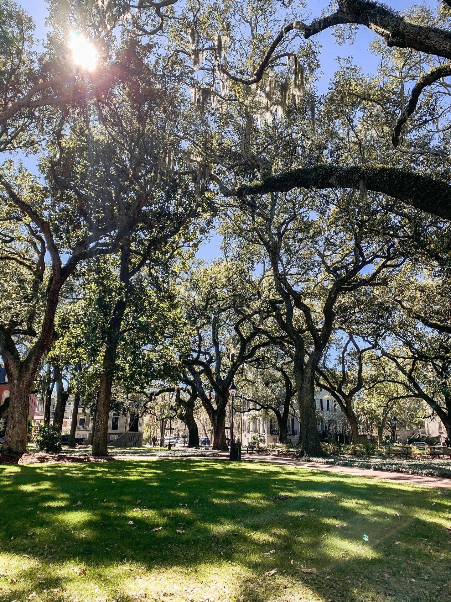 Happy Thanksgiving from Savannah 🤎☀️ Wishing you a day filled with good food, good company and all the charm this season brings.