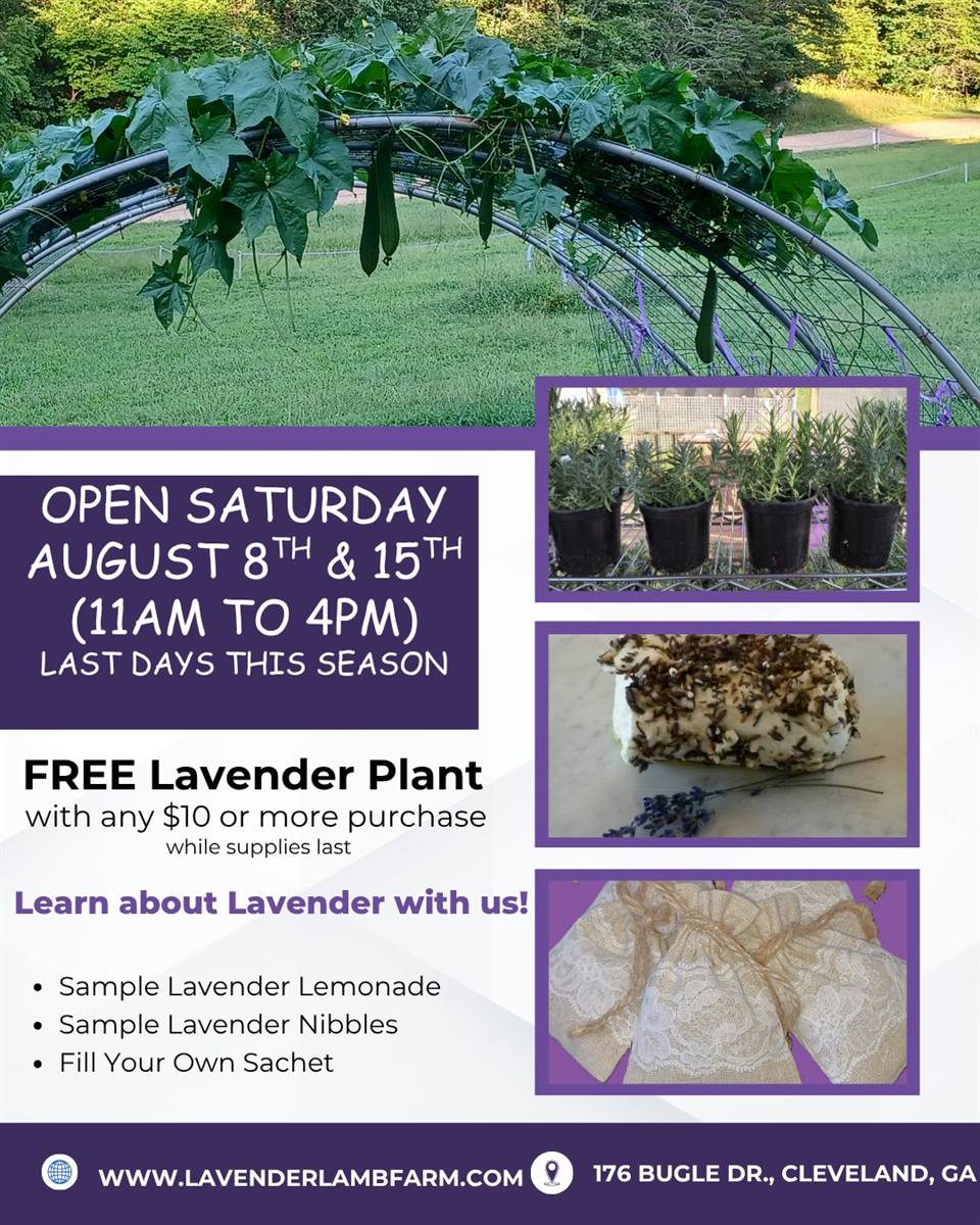 Last 2 Saturdays of the season at Lavender Lamb Farm in Cleveland, GA! Whiles supplies last we will have Free Lavender plants with a $10 or more purchase, Lavender Lemonade samples and other Lavender nibbles to sample! Fill Your Own Sachet!! Hope to see you on the farm!