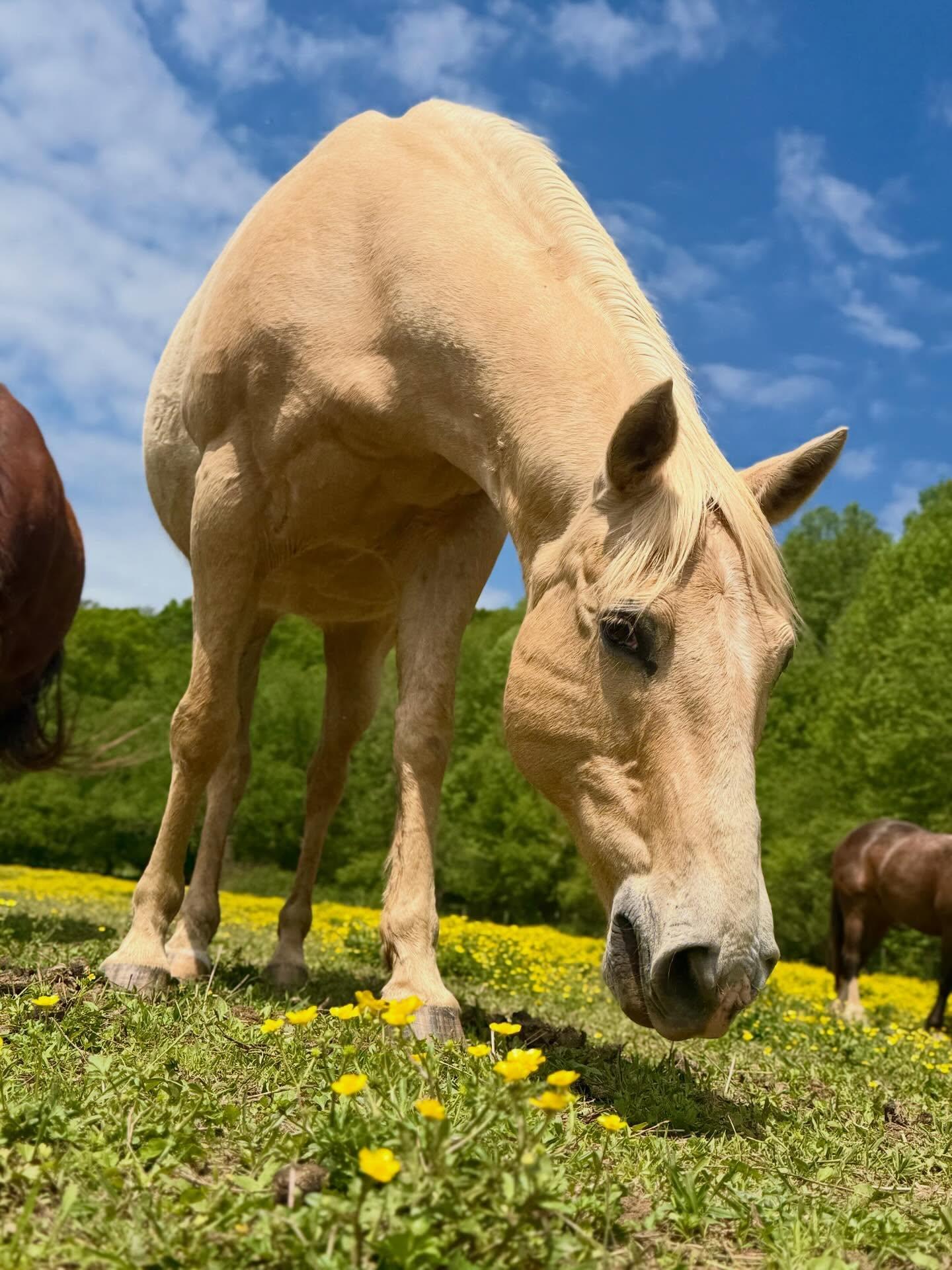 It’s Easter weekend! We are open normal hours today and tomorrow (10am-6pm) and closed Easter Sunday. Y’all come out and enjoy this warm spring weather! 🐣🌸🐰🐴 
#easter #horsebackriding #explorenorthga #adventure #giddyup horse