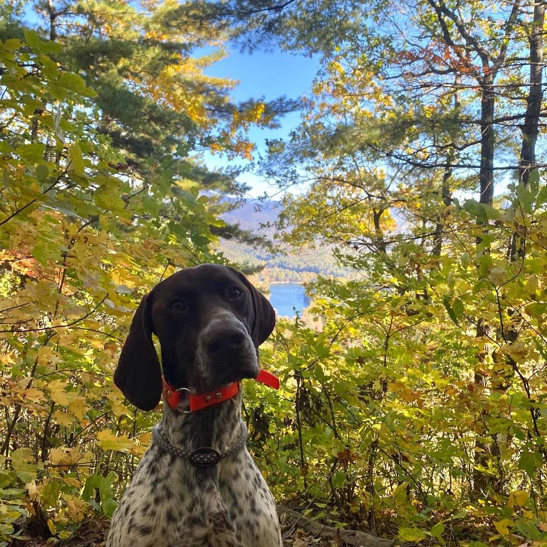 Pup around the park 🐾🌿
We love seeing wagging tails take in the views and explore our trails!

Which trail is your pup’s favorite? 🐕
Unicoi is always better with four-legged visitors. 

Photo Credit: theadventuresofruru

#UnicoiStatePark