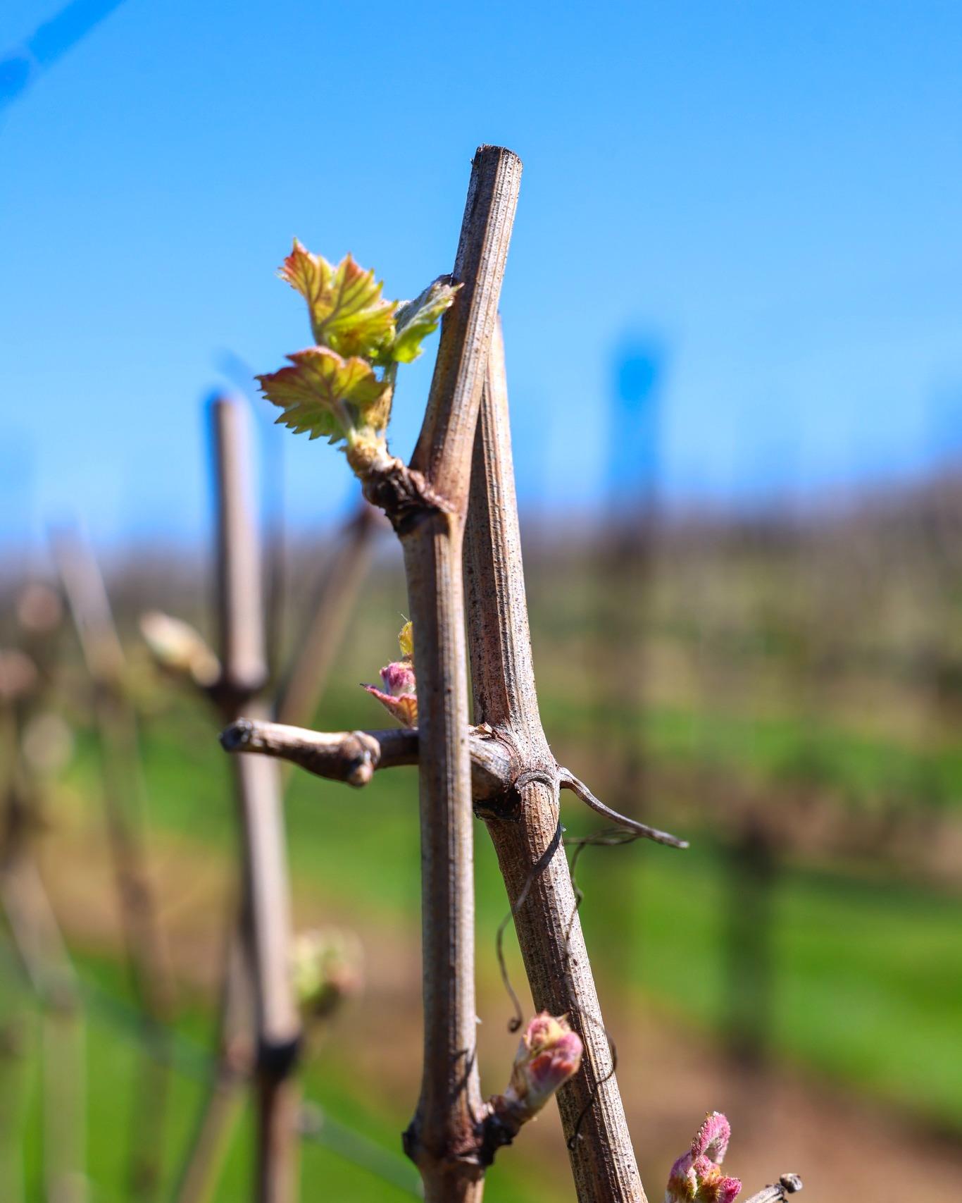 Spring is waking up at Yonah 🌱

As the temperatures begin to rise, our vines are coming out of winter dormancy and entering one of the most exciting stages of the year - bud break. Tiny green shoots are beginning to emerge, marking the start of a brand new growing season.

Come experience it for yourself - visit and join a wine tour to learn more about this beautiful and important season for our vines. 🍃🍷��

Click link in bio.