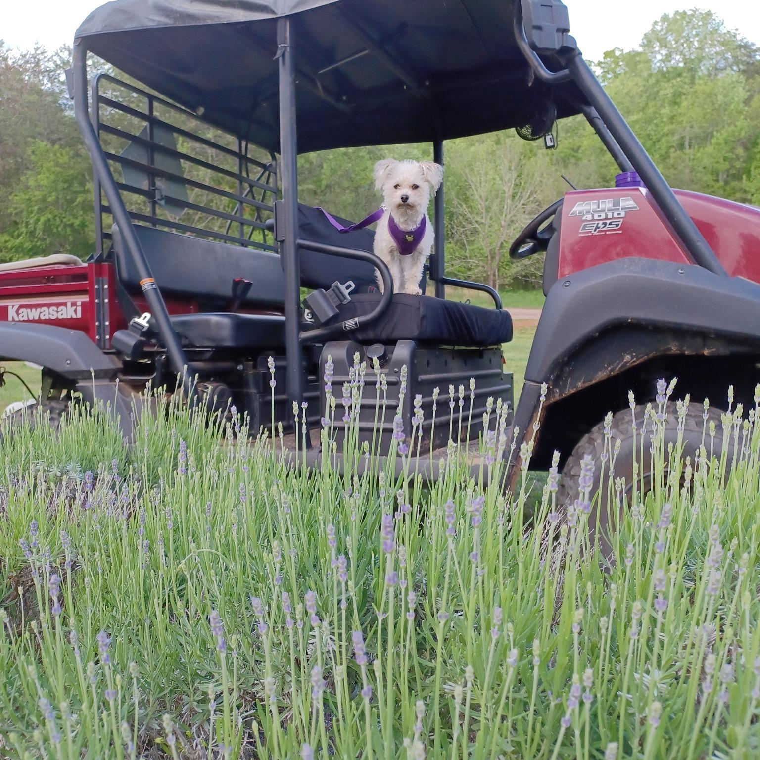 With the warm weather we're having, we're dreaming about Spring and Summer!
How about you?