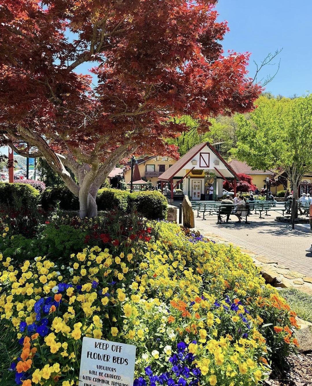 Pansies, posies and platzes...this is downtown #AlpineHelenGA. 🌼 HelenGA.org [📷: @puzzle_of_life_]
.
.
.
#HelenGA #HelenGeorgia #ClevelandGA #SauteeGA #WhiteCountyGA #exploregeorgia #northgeorgia #northgeorgiamountains #wandernorthgeorgia #optoutside #travelsouthusa #travelsoutheast #roadsideamerica #familygetaway #familytravel #familyfun #sundaydrive #takethekids #takethedog #letsgothere #georgiabucketlist