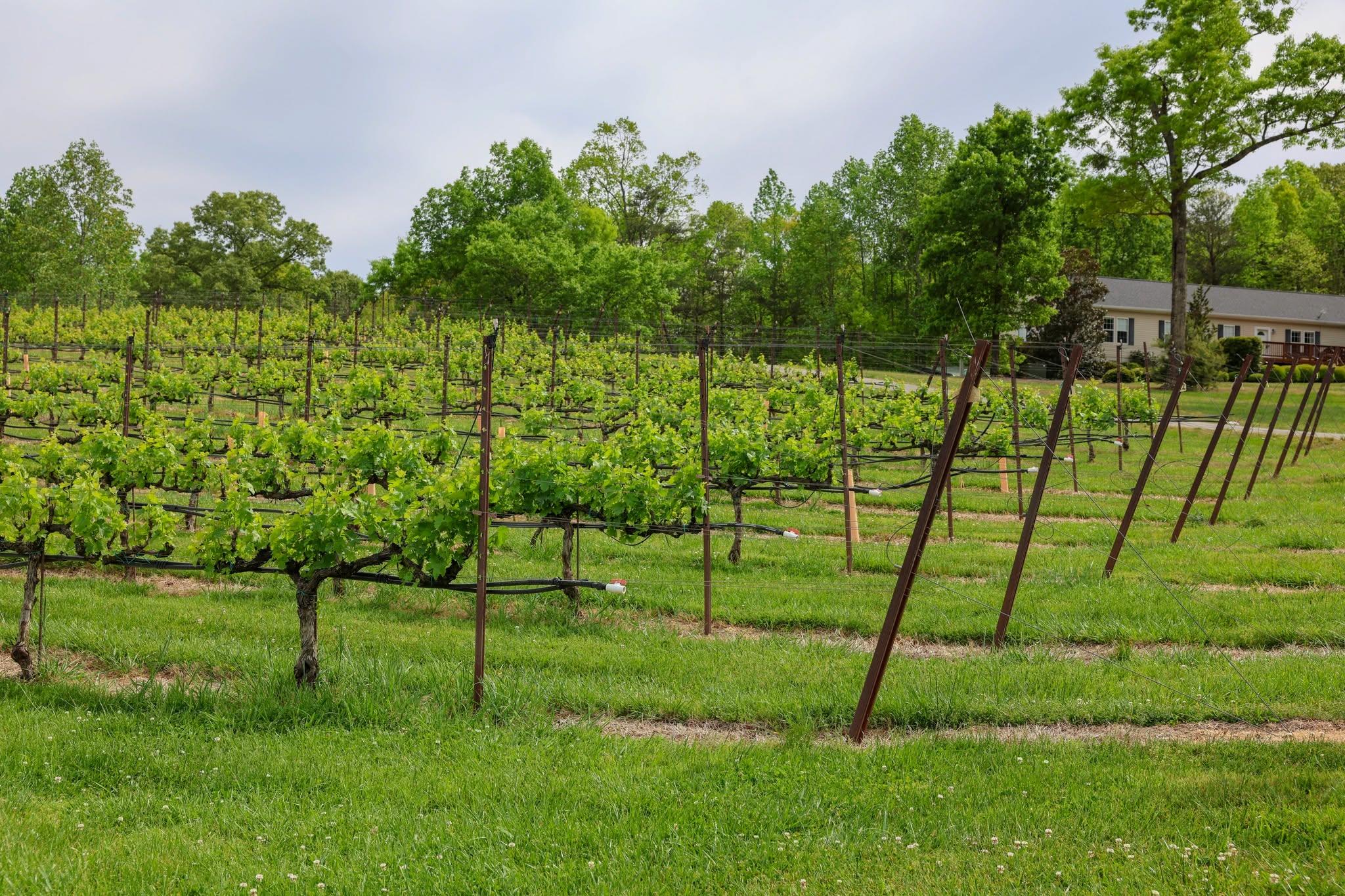 Fresh green growth, longer days, and the quiet beginning of another beautiful vintage at Yonah Mountain Vineyards. 

Come see the season come to life. 🍷🍇