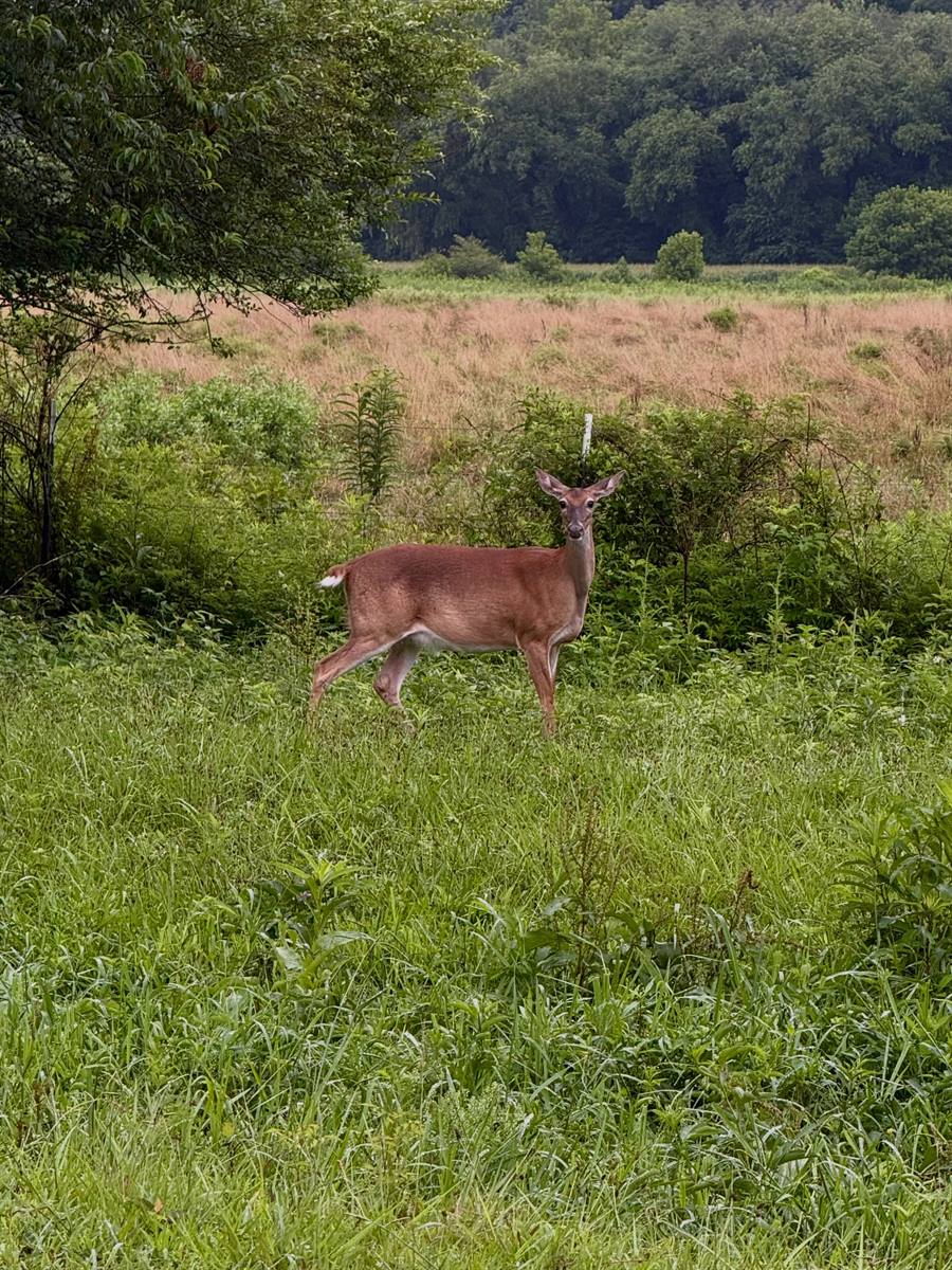 This morning we spotted a few of the wild critters that also call our farm home. 🤩🦃🦌🪿 #farmlife #giddyup #horses #wander #wildlife