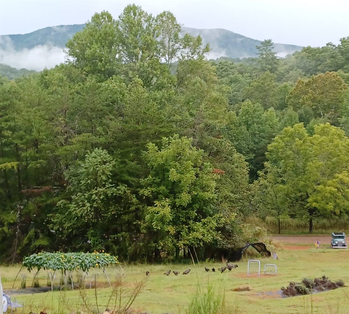 We had a flock of Turkeys stop by for a visit today!! 
While we are currently closed we are still busy working; making products, planning Fall Events , and getting ready for winter.
Our website remains open: www.lavenderlambfarm.com