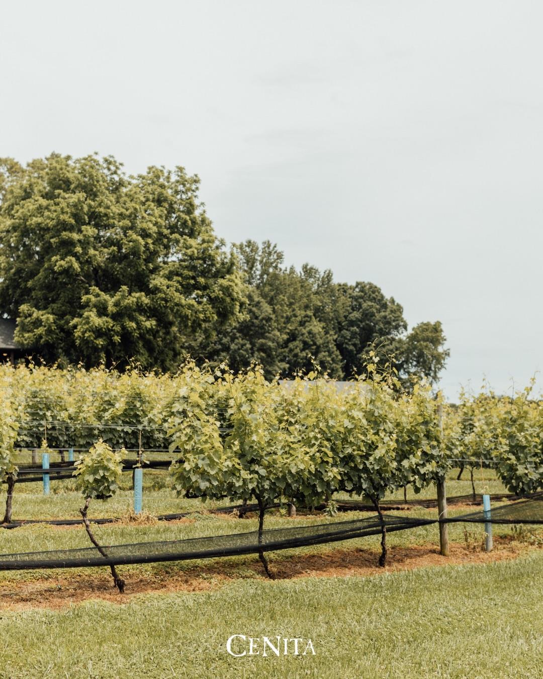 THIS is the weekend we’ve been waiting for! ☀️🍷
70 degrees + patio vibes + live music = perfection

✨ Locals Thursday - 20% off all day! 
🎵 Friday - Teddy Baker (5-8pm) 
🎵 Saturday - Jeremiah Osterman (5-8pm)

Patio season is officially BACK!
See ya at CeNita!
#cenita #northga #winetour #explorenorthga