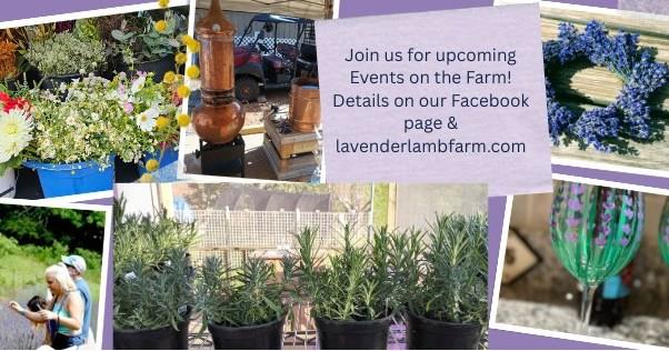 Annual Plant Sale Saturday April 18th & 25th! DIY Mother's Day Flower Bar Saturday May 9th! Free Distilling Demonstration Saturday May 16th! Paint a Wine Glass Saturday May 23rd! Make a Dried Flower Wreath Thursday May 21st! Make a Dried Lavender Wreath Friday May 22nd! U-Pick & Make a Lavender Wreath Friday May 29th!! We'll be adding details about additional events regularly. Info on our Facebook page and website lavenderlambfarm.com. We're in Cleveland, GA