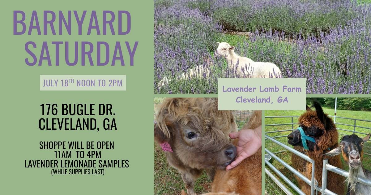Come cuddle, pet, and feed our barnyard animals! Tickets ($5) required for ages 6+ (kids 5 & under are free!). Animals will be here Noon to 2pm, Shoppe is open 11am to 4pm. We will have Lavender Lemonade and Lavender nibbles for you to sample (while supplies last) and as always our Majestic Mountain View!