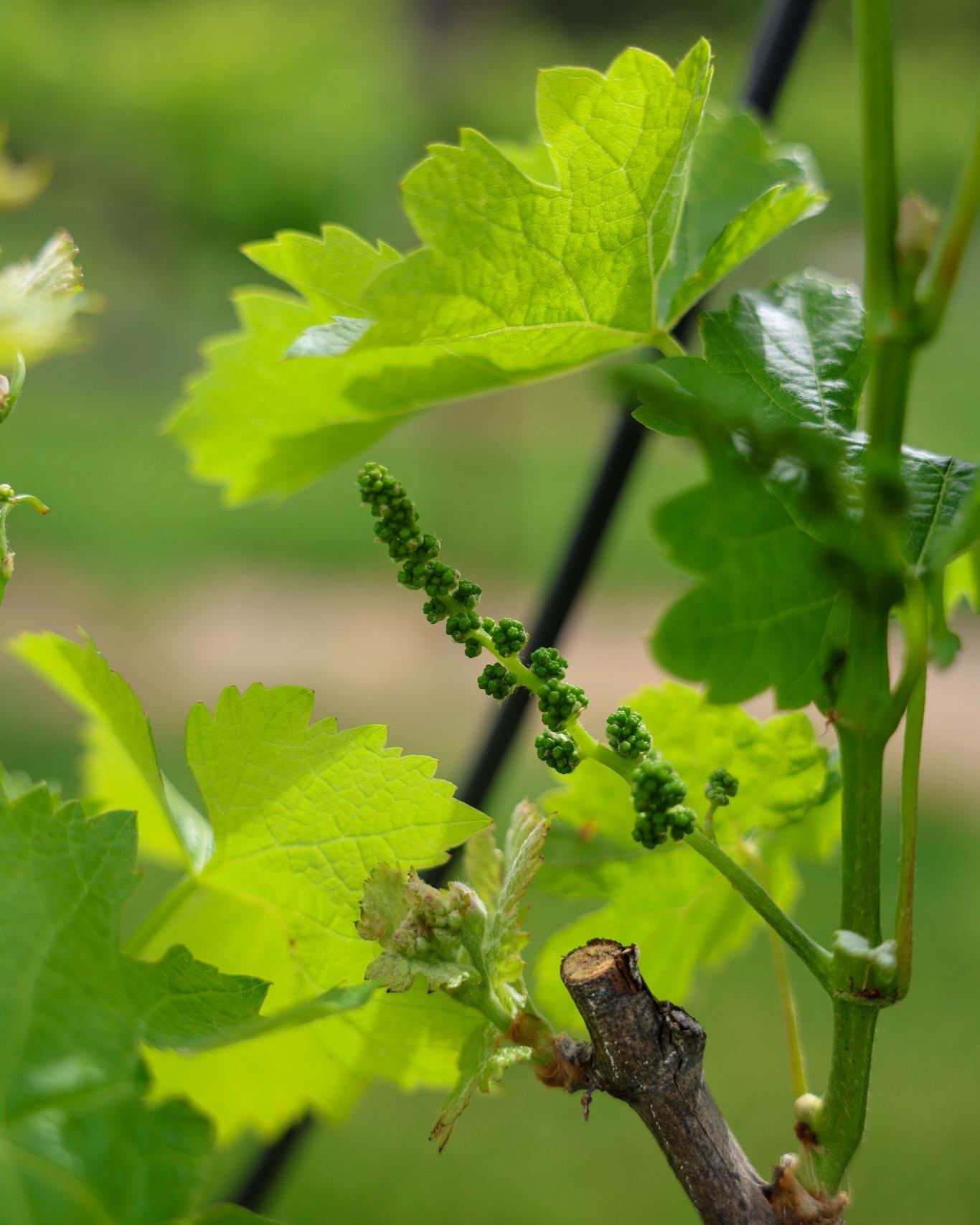 Bud break marks the start of one of the fastest growth periods in the vineyard.

From here, shoots extend quickly and begin exposing small grape clusters along the vine. These early formations will develop into the fruit for this year’s harvest, making this a key stage in the growing season.

It’s a great time to visit and see the vineyard in its early growth phase 🍇