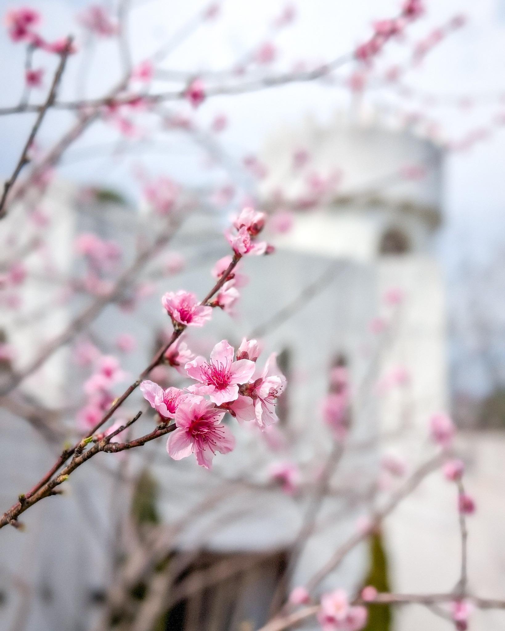 From the spring blooms at Uhuburg castle to the return of the Hardman Farm cows, #AlpineHelenGA might be proving ol' Punxsutawney Phil to be a bit of a fibber. 

#helenga #northga #springtravel
