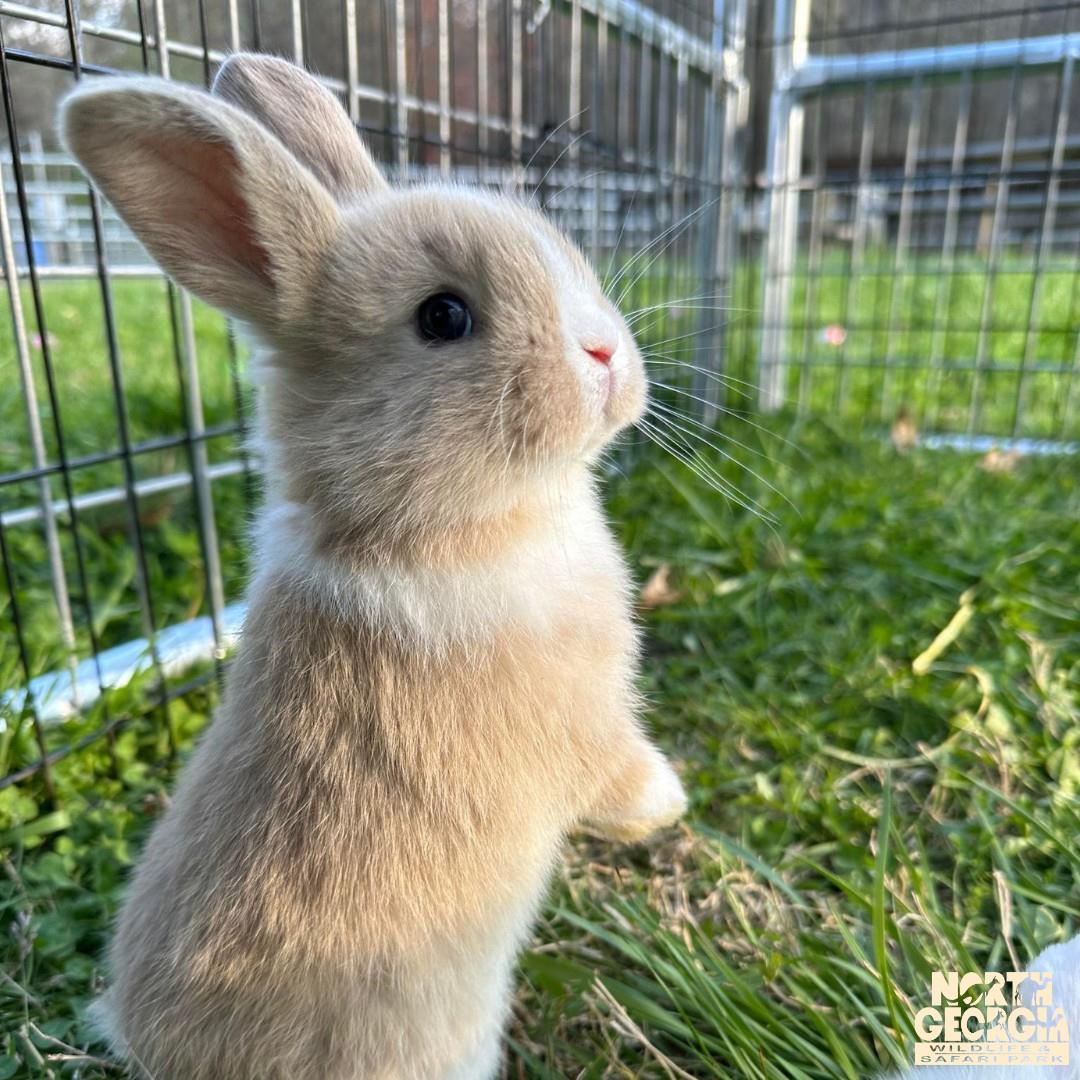 Snuggle, cuddle and squeeze (gently!), don't miss Bunny-palooza at @nogawild THIS weekend (4/4 and 4/5) in #AlpineHelenGA. 

#northga #bunnypalooza #easteractivitieskids #helenga
