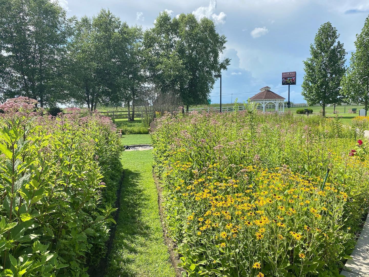 Our weekly update of our beautiful Butterfly Garden inside the Oak Grove War Memorial Walking Trail across from Valor Hall Conference & Event Center! 🦋 Look how much it’s bloomed just from last week! 😍 #visitoakgrove #visitoakgroveky #chrisiancounty #fortcampbell #fortcampbellky #butterflygarden #travelkentucky #travelky #kyadventure