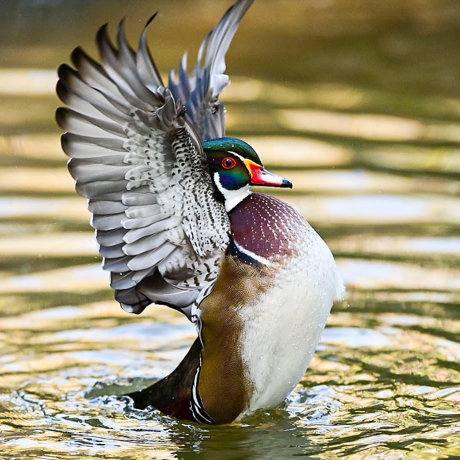 Birdwatching is art, don't you agree? 
📷 @rosesrosesphoto
.
.
.
#DiscoverHalifaxNC #VisitNC #LoveNC #NorthCarolina #northcarolinaphotography #ExploreNC #bestshots #southernliving #landscape #halifaxcountync #northcarolinaliving #sylvanheightsbirdpark #scotlandneck