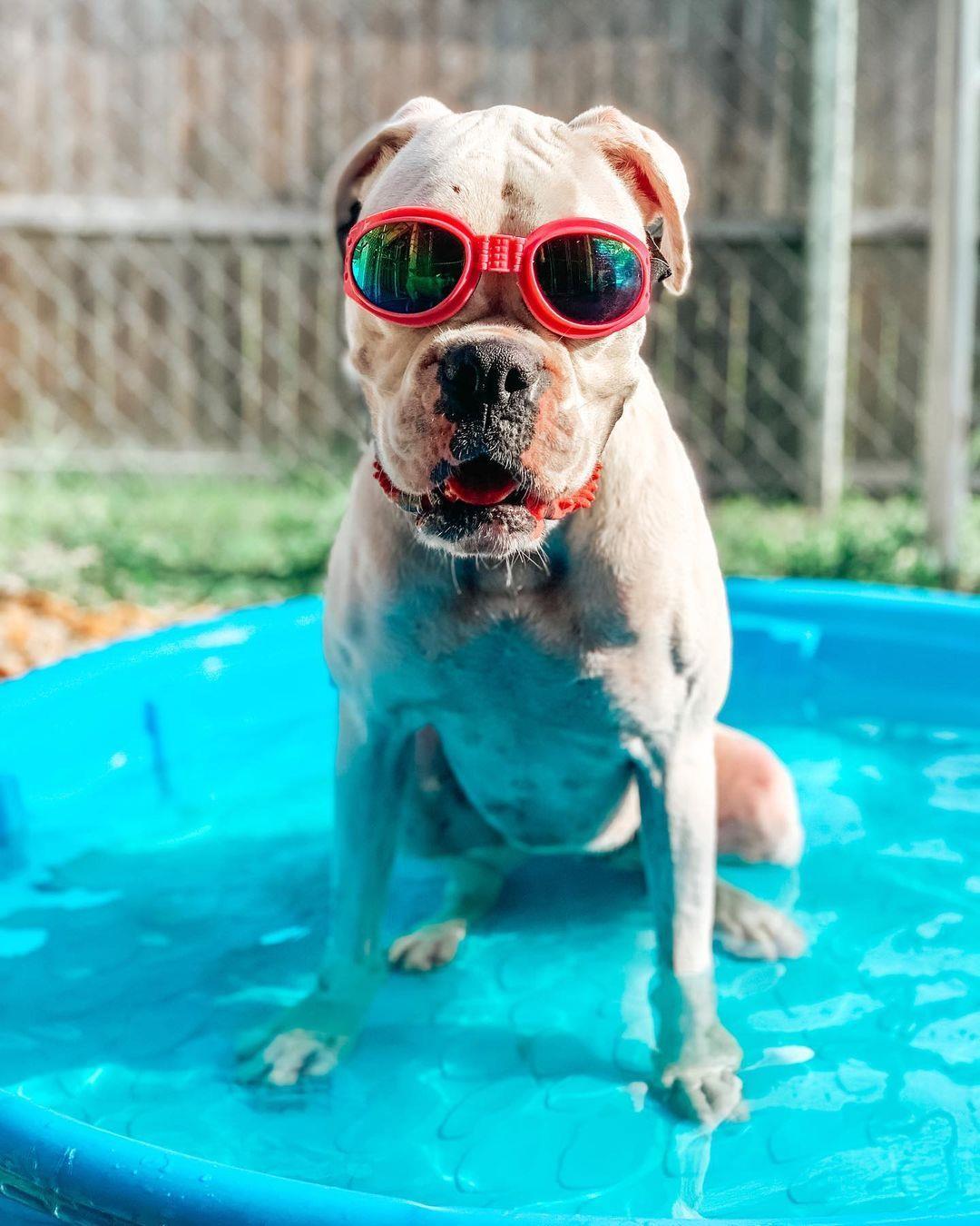 Who says sunglasses were only for humans? If this photo doesn't give you summer vibes, we don't know what will 😎
📸: @aepetresort, located at 494 S. Taylor Road, New Smyrna Beach.

#LoveNSB #LoveFL