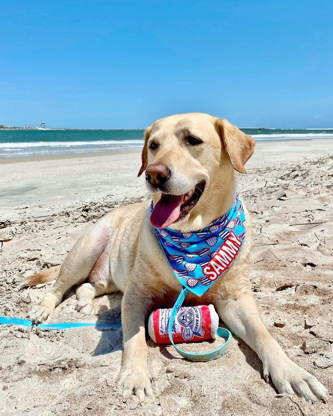 Since we are in the dog days of summer, we thought this picture was fitting 😅 Sammy the Yellow Lab says: "When enjoying the NSB Dog Beach be like me and stay leashed, and remind your parent to pick up after you! Woof!"
#LoveNSB #LoveFL
📸: @yellowlab_sam_sutt
