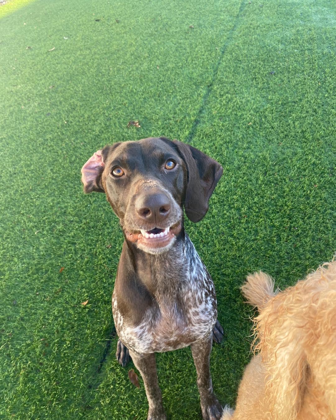 Tuesday Furry Friends 🐶 AND More Pups-Giving Fun 🤎

#nsbpetresort #canalstreetnsb #lovensb #newsmyrnabeach #dogsofnewsmyrnabeach #dogsofinstagram #dogdaysofinstagram #dogdaysofinstagram🐶