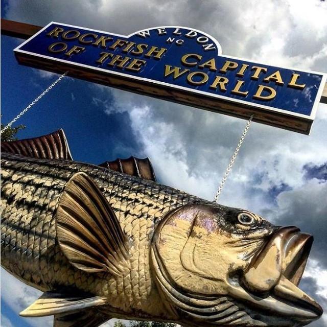 No visit to the Rockfish Capital of the World is complete without a selfie with Rocky!
.
.
📸: @NorCak 
#DiscoverHalifaxNC #VisitNC #LoveNC #northcarolinaphotography #ExploreNC #FishNC