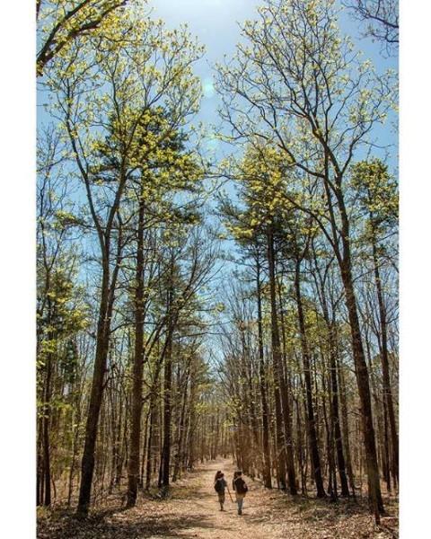 Experience the wilderness of Medoc Mountain. Visit the link in our bio to book your camping spot this summer.
.
.
📸: @dkeithanderson 
#DiscoverHalifaxNC #VisitNC #LoveNC #northcarolinaphotography #ExploreNC