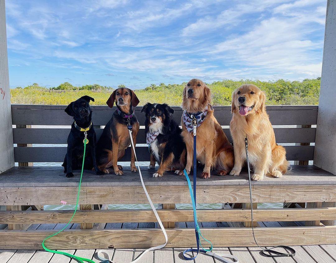 We are social media ✨influencers✨. Follow @gusthegoldenretrieverr for more dog-friendly adventures.
#LoveNSB #LoveFL #NSBDogBeach #SmyrnaDunesPark #NSBPets #NSBDogs