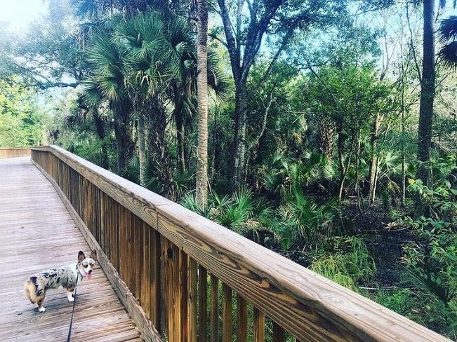 Looking for some fitness inspiration this year? 💪
Juno the Corgi loves exploring the East Central Regional Rail Trail. Check it out for yourself. 
Visit the link in our profile for more info. 
.
.
📸: @acorginamedjuno
#LoveNSB #LoveFL #NSB #NewSmyrnaBeach #NSBLocal #VisitNSB #VisitFlorida #LoveFlorida #PureFlorida