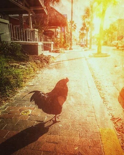 If you really want to know why the chicken crossed the road...
head on down to Flagler Ave.
.
.
📸: @livingthedreamnsb
#LoveNSB #LoveFL #nsb #newsmyrnabeach #nsblocal #visitnsb #visitflorida #loveflorida #FlaglerAve