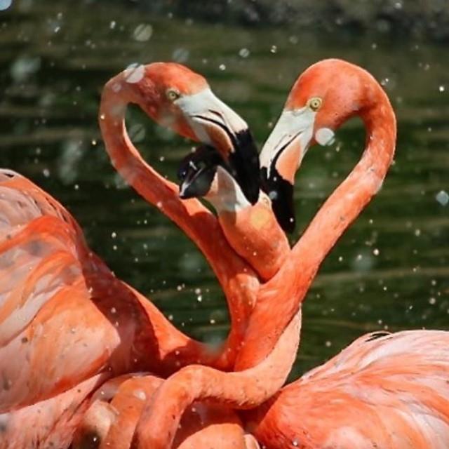 write_fromyourheart captions this epic pic from Sylvan Heights as "flamingo spaghetti" sharing, "a visit to Sylvan Heights is like taking an exotic around-the-world journey on the wings of birds."
We invite you to take the journey! 🦩🦩
.
.
📸: @write_fromyourheart
#DiscoverHalifaxNC #VisitNC #LoveNC #northcarolinaphotography #ExploreNC #BirdsofInstagram