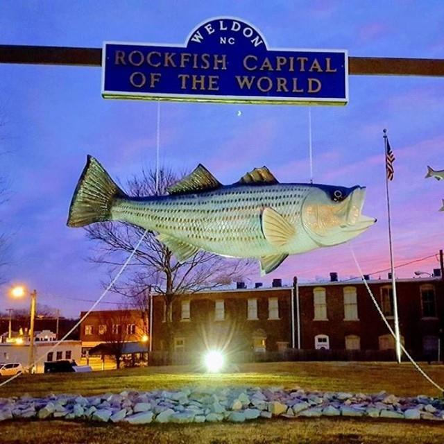 It's #TriviaTuesday from the Rockfish Capital of the World!
Who knows the name of this giant fish that greets visitors along the banks of the Roanoke in Weldon, NC?
.
.
📸: @exploreweldonnc
#DiscoverHalifaxNC #VisitNC #LoveNC #NorthCarolina #WeldonNC