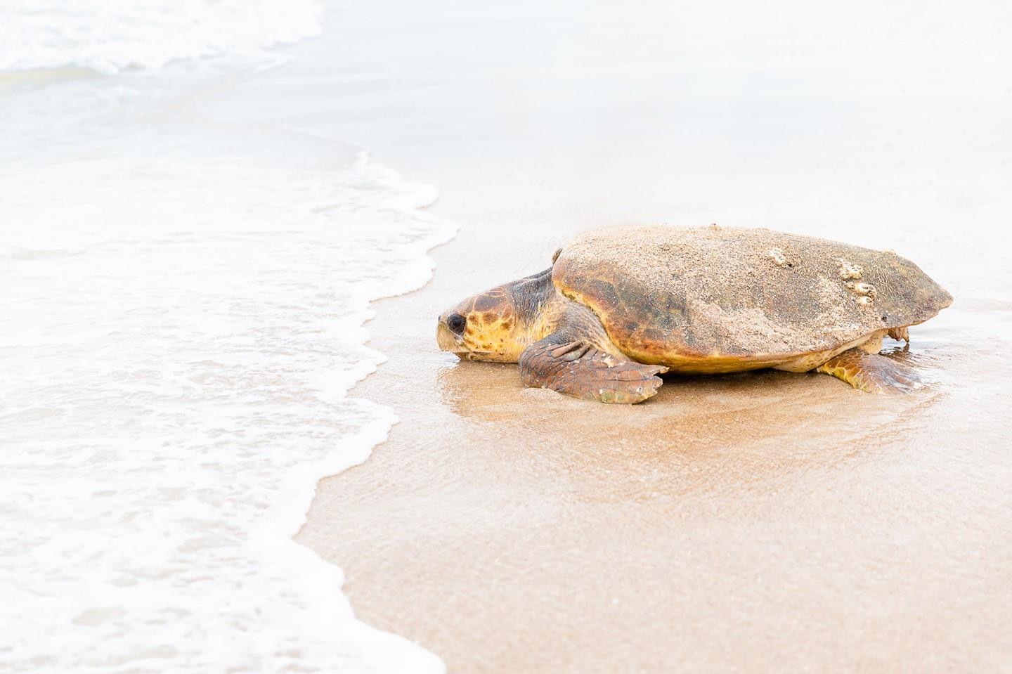 There is nothing we love more than sea turtle season in NSB.

Remember to do your part to protect these amazing creatures--keep the beach clean, don't shine lights on the beach at night, and fill in any holes dug after a day of sand castle creating. 🐢🐢

📸: Maggie Collins Photography/Facebook
#LoveNSB #LoveFL