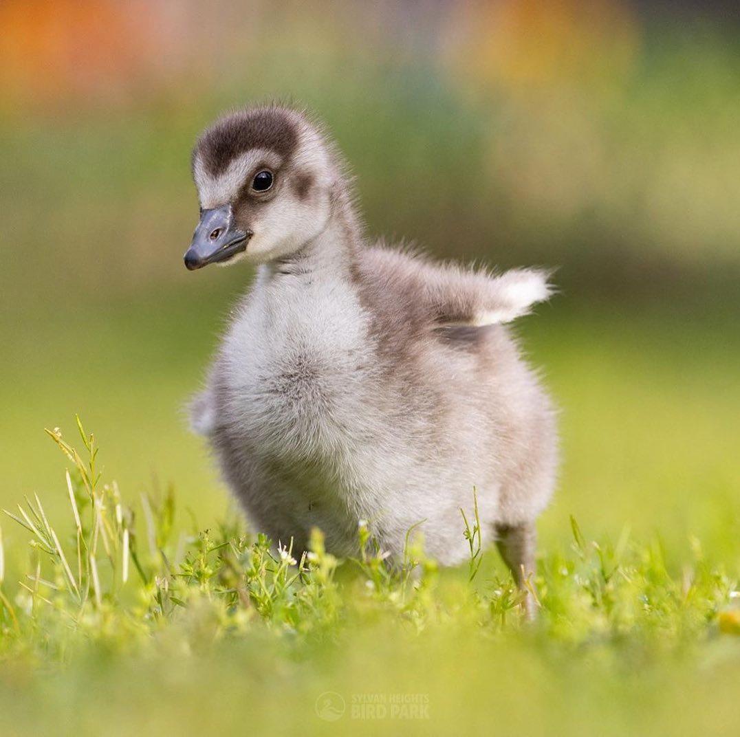 In need of a little Monday pick-me-up? These precious Hawaiian Geese (Nene) at Sylvan Heights Bird Park in Scotland Neck are sure to cheer up anyone's day! 📸: @sylvanheights_birdpark
#DiscoverHalifaxNC #VisitNC