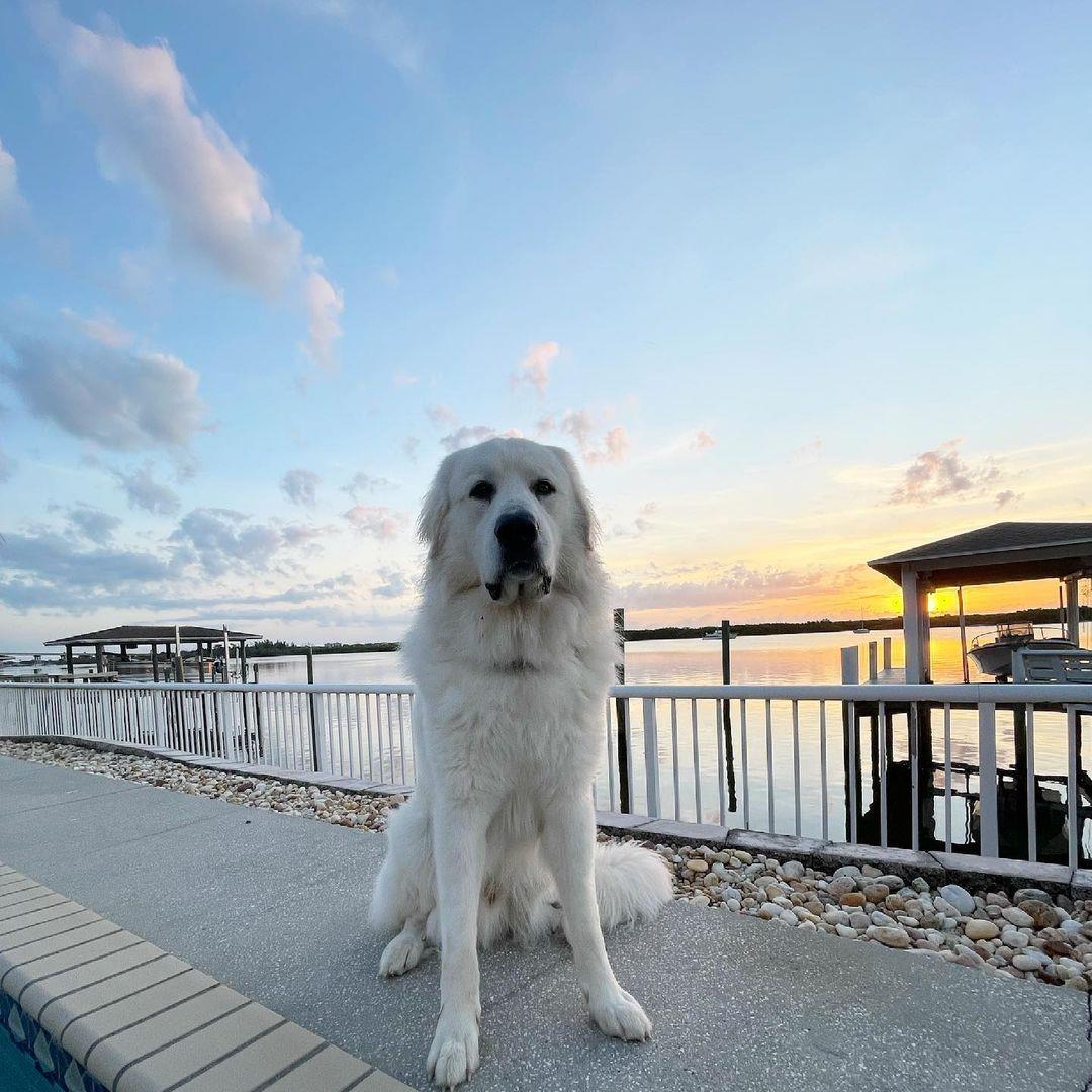 Hello, this is Ted and he wanted to show you how pretty NSB sunrises can be. 💕 
📸: @teddyandbeags 
#LoveNSB #LoveFL