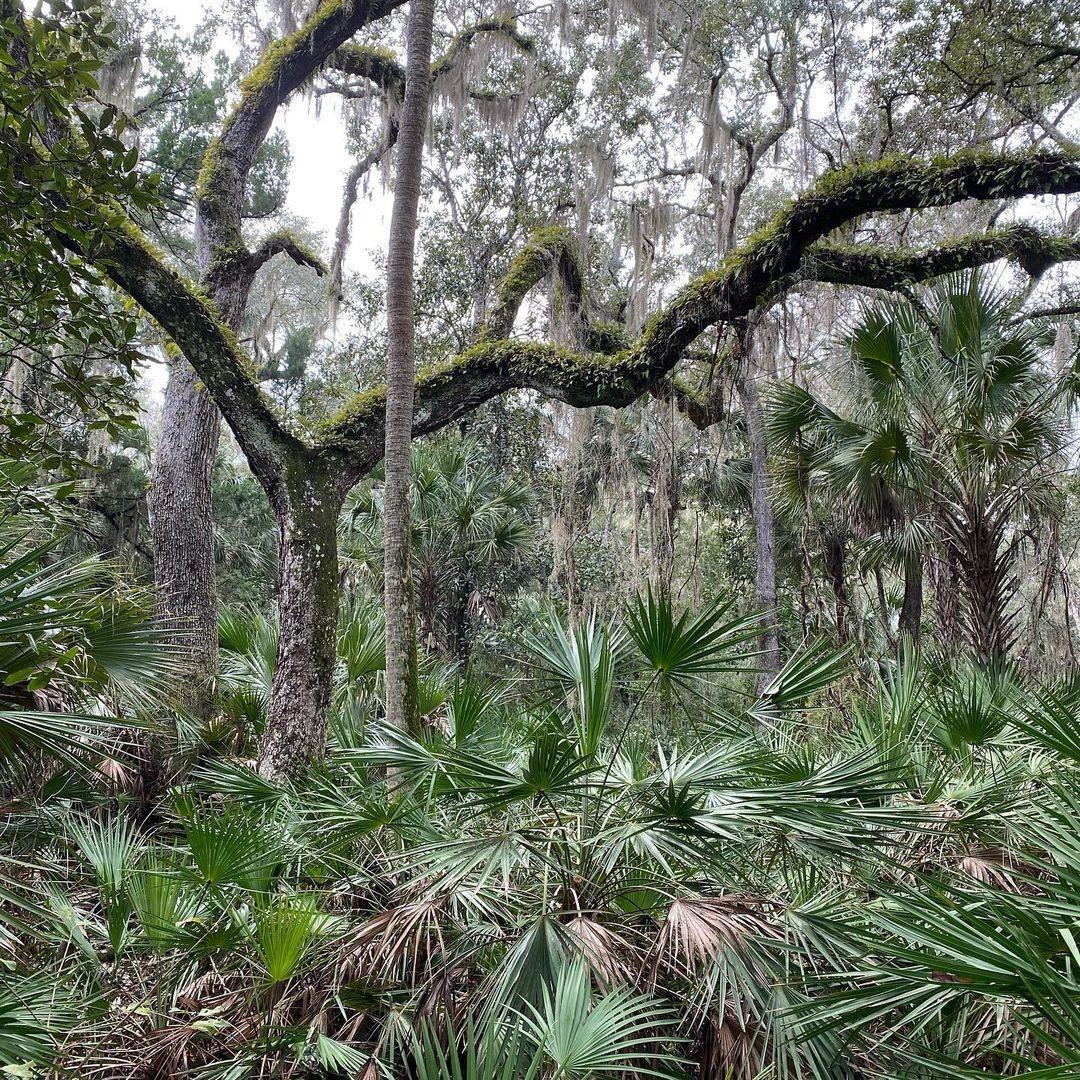 Talk about green.
@yaupontea shares of their property, "This is a classic example of a Florida Maritime Hammock. Everything is huge and ancient, including the #yaupon."
Check them out for America's only native tea. 
.
.
📸: @yaupontea
#LoveNSB #LoveFL #NSB #NewSmyrnaBeach #NSBLocal #VisitNSB #VisitFlorida #LoveFlorida #PureFlorida