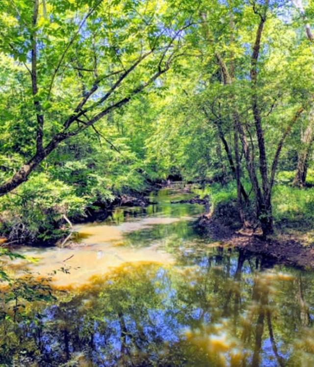 Getaway to green in Medoc Mountain State Park. 💚🌳🌲
.
.
📸: Robert Roan/Google Reviews
#DiscoverHalifaxNC #VisitNC #LoveNC #northcarolinaphotography #ExploreNC