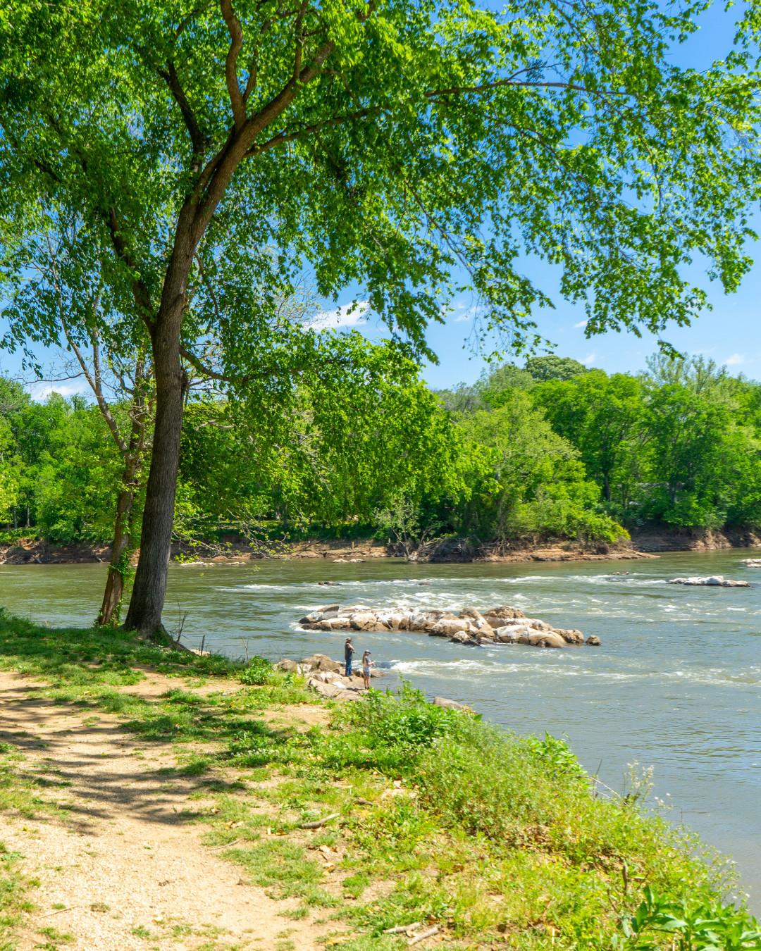 The 2023 Rockfish Harvest Season may be over but anglers can continue to catch and release striped bass throughout the spring! 🎣 
🐟 Find out more: Link in bio
.
#DiscoverHalifaxNC #VisitNC #VisitHalifaxNC #StripedBass #RockFish #FishingSeason