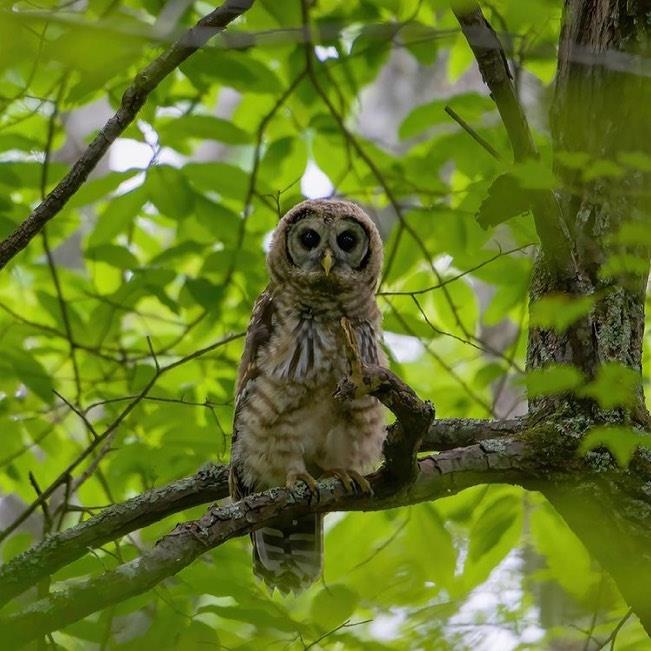 Whoooooooo will you spot in Halifax County? 🦉
This is a Barred Owl found in Medoc Mountain State Park.
Visit the link in our bio for your guide to birding in Halifax County.
.
📸: @teo.tography
#DiscoverHalifaxNC #VisitNC #LoveNC #northcarolinaphotography #ExploreNC