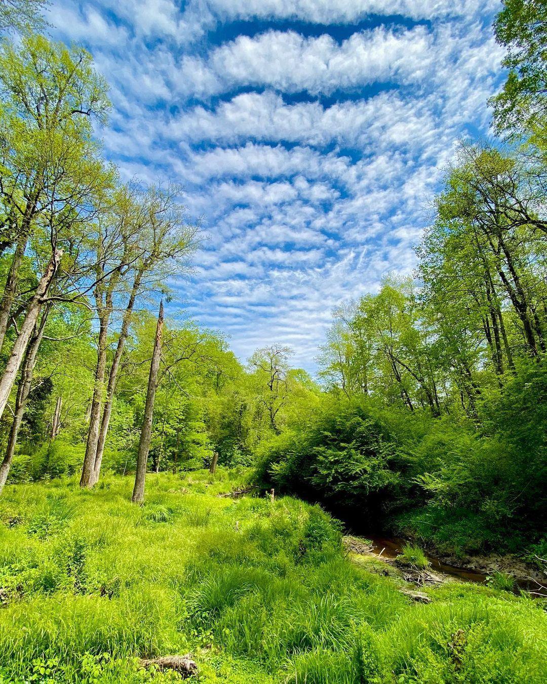 It's the longest day of the year, how will you enjoy last drop of sunshine in Halifax County? 🌞
.
.
📸: @hoopinthewoods
#DiscoverHalifaxNC #VisitNC #LoveNC #northcarolinaphotography #ExploreNC #SummerSolstice #SylvanHeights