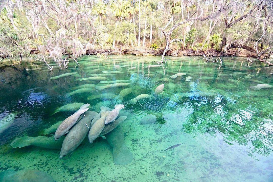 Happy Manatee Appreciation Day!
This is nearby Blue Spring State Park, a designated manatee refuge, where on a chilly day several hundred manatees can be seen!
Visit the link in our bio for more info.
.
.
📸: @Keithcurrypochy 
#LoveNSB #LoveFL #NSB #NewSmyrnaBeach #NSBLocal #VisitNSB #VisitFlorida #LoveFlorida #PureFlorida